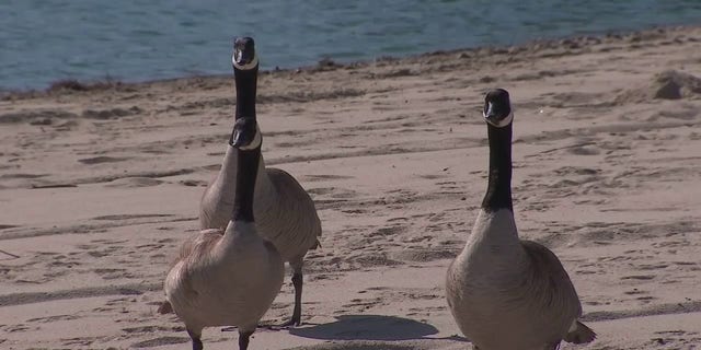 Officials in Foster City, California are considering whether to kill geese because their droppings pollute waterways.