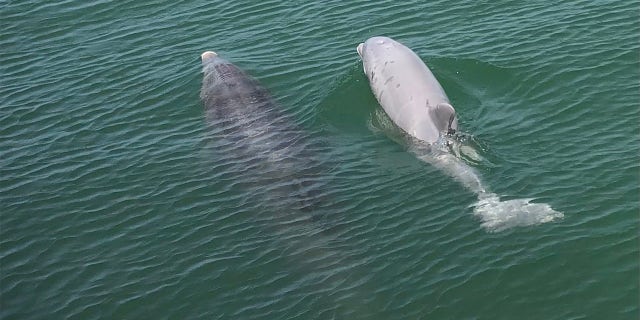 A rare white dolphin has been seen in a Florida canal about a year after it was last spotted in the area.