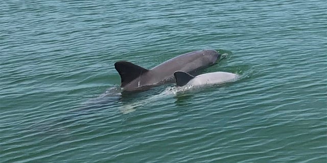The dolphin, named Cherub, has hypopigmentation, which means its skin is white, rather than gray.