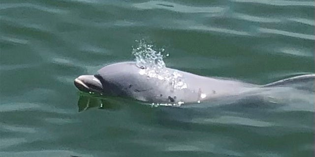 Cherub – who is between 1 and 2 years old – was recently seen in the Clearwater Canal in Florida with three other dolphins.