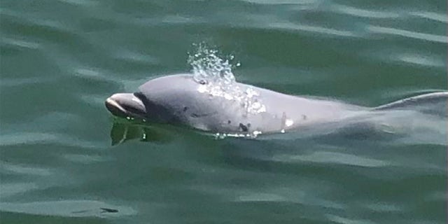 Cherub – who is between 1 and 2 years old – was recently seen in the Clearwater Canal in Florida with three other dolphins.