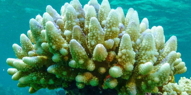 This photo supplied by the Great Barrier Reef Marine Park Authority (GBRMPA) shows reef scape of bleached coral in the Townsville/Whitsunday management area of the Great Barrier Reef in Australia, March. 15, 2015. 