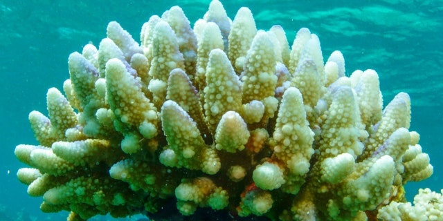 This photo supplied by the Great Barrier Reef Marine Park Authority (GBRMPA) shows reef scape of bleached coral in the Townsville/Whitsunday management area of the Great Barrier Reef in Australia, March. 15, 2015.