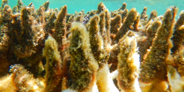 This photo supplied by the Great Barrier Reef Marine Park Authority (GBRMPA) shows diseased corals at a reef in the Cairns/Cooktown on the Great Barrier Reef in Australia. 