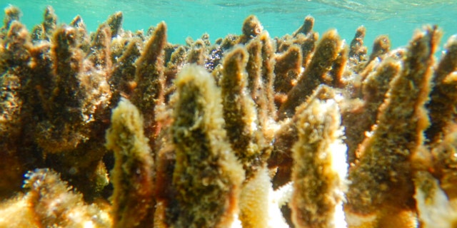 This photo supplied by the Great Barrier Reef Marine Park Authority (GBRMPA) shows diseased corals at a reef in the Cairns/Cooktown on the Great Barrier Reef in Australia. 