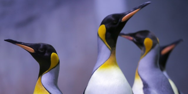 پنگوئن‌های امپراتور در 8 آوریل 2019 در باغ وحش هلابرون در بایرن در محوطه خود ایستاده‌اند.