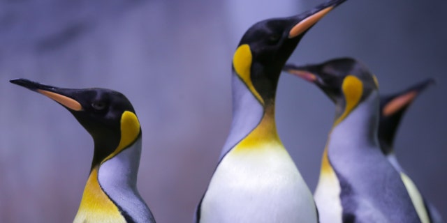 Emperor penguins stand in their enclosure at the Hellabrunn Zoo in Bavaria April 8, 2019.