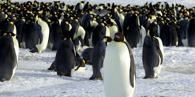 Emperor penguins in Dumont d'Urville, Antarctica, April 10, 2012. 