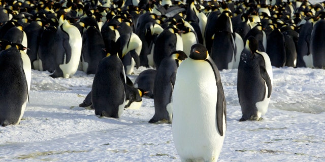 Emperor penguins in Dumont d'Urville, Antarctica, April 10, 2012.