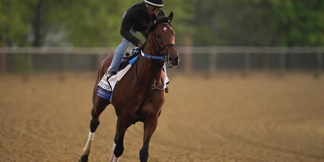 Epicenter, the runner-up in the Kentucky Derby, gallops during a morning workout ahead of the Preakness Stakes Horse Race at Pimlico Race Course, Thursday, May 19, 2022, in Baltimore.