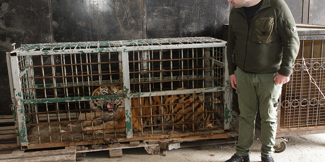 Dnipro deputy city head Mykhailo Lysenko stands by a cage with a tiger evacuated from the ruined Feldman Ecopark in Dnipro, central Ukraine, on April 8.