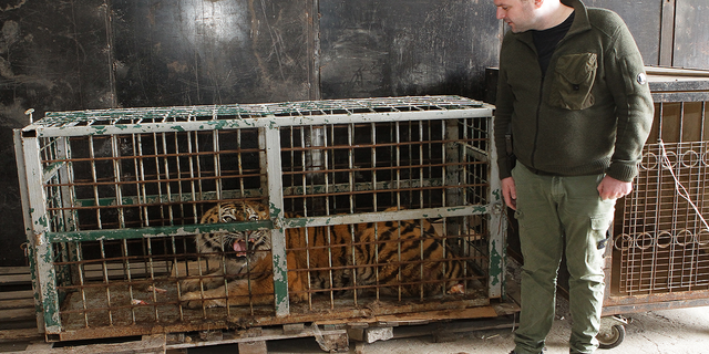 Dnipro deputy city head Mykhailo Lysenko stands by a cage with a tiger evacuated from the ruined Feldman Ecopark in Dnipro, central Ukraine, on April 8.