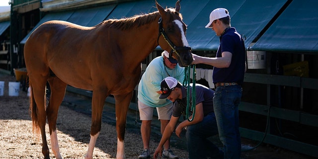 Preakness entrant Fenwick is cleaned up after working out at Pimlico Race Course, Wednesday, May 18, 2022, in Baltimore. Fenwick has a 50-1 shot of winning the race.