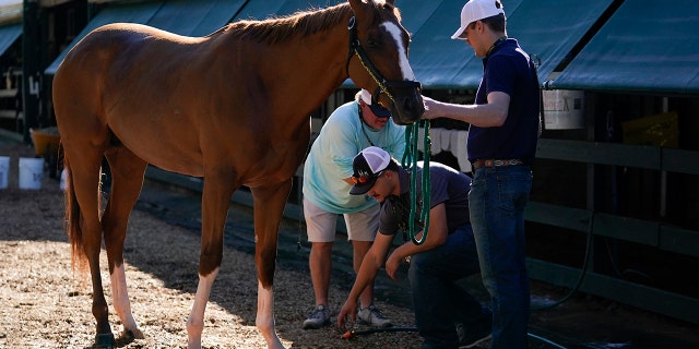 Preakness entrant Fenwick is cleaned up after working out at Pimlico Race Course, Wednesday, May 18, 2022, in Baltimore. Fenwick has a 50-1 shot of winning the race.