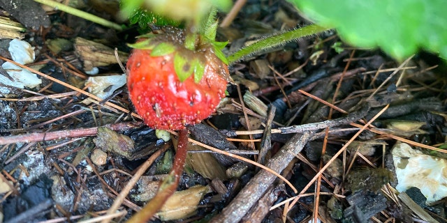 Melissa Gilbert's goal is grow strawberries this year.