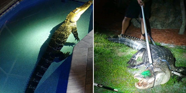 The gator woke up a sleeping family in Deep Creek and went for a swim in their pool.