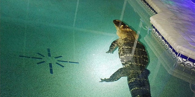 A 10-foot, 11-inch alligator was found in a family’s pool earlier this week, according to the Charlotte County Sheriff’s Office.
