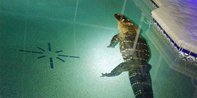 A 10-foot, 11-inch alligator was found in a family’s pool earlier this week, according to the Charlotte County Sheriff’s Office.