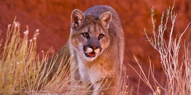 Mountain lion in Montana