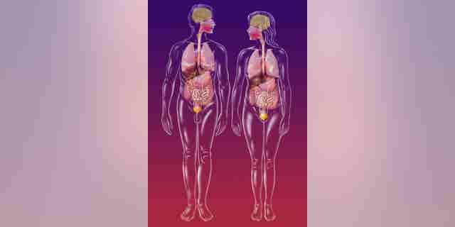 Image of male and female anatomy.
