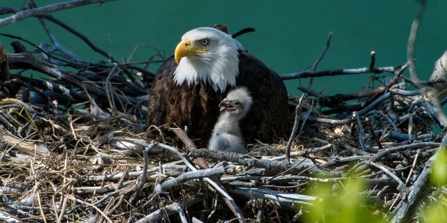 A nesting bald eagle with its young chick. 