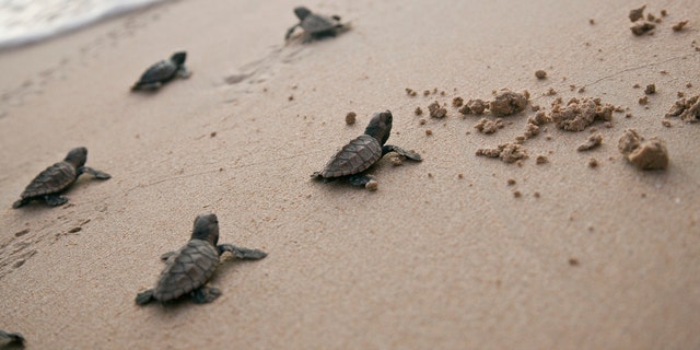 Baby sea turtles in Barbados