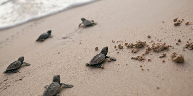 Baby sea turtles in Barbados