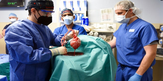 In this photo provided by the University of Maryland School of Medicine, members of the surgical team show the pig heart for transplant into patient David Bennett in Baltimore on Friday, Jan. 7, 2022.