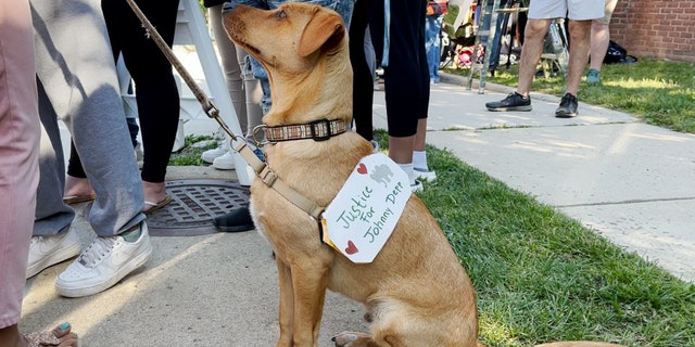 dog wear