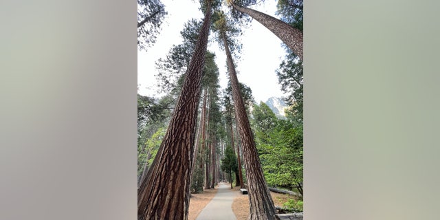 Ponderosa pine trees line a trail on the way to the floor of Yosemite Falls in Yosemite National Park.