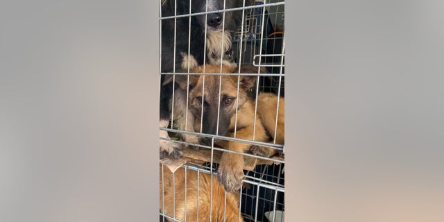 The first batch of dogs saved by Big Dog Ranch Rescue arrived in Poland on Sunday.