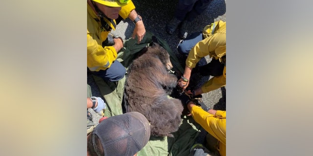 The bear was sedated before rescuers attempted to bring the bear to safety.