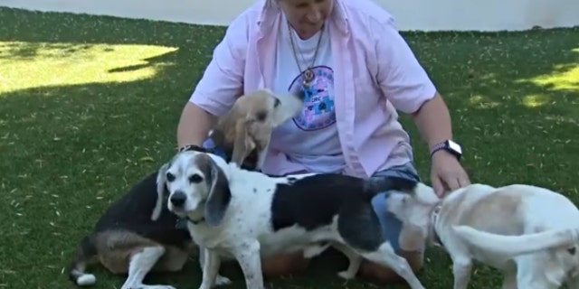 Julie Levine hadn't realized the coyote entered until after the animal left when her three beagles began started sniffing the hallway in her home where the coyote entered.