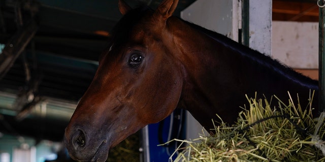 Messier stands in his stall in the barn of his trainer, Tim Yakteen, at Santa Anita Park on April 25, 2022, in Arcadia, California.