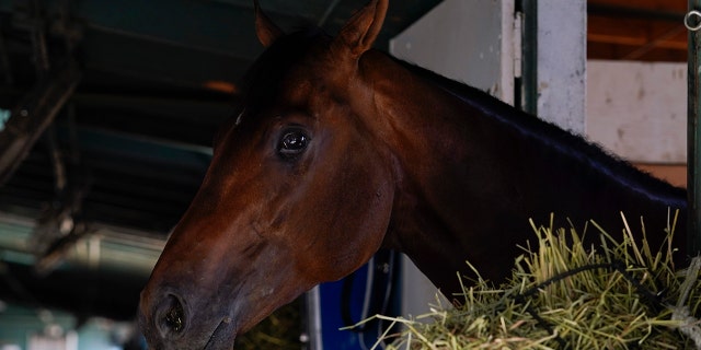 Messier stands in his stall in the barn of his trainer, Tim Yakteen, at Santa Anita Park on April 25, 2022, in Arcadia, California.