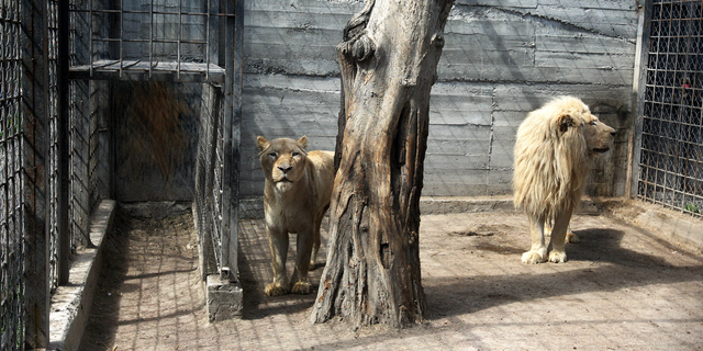 Two evacuated white lions from the Feldman Ecopark are seen in an enclosure at the zoo in Odesa, Ukraine, on April 14.