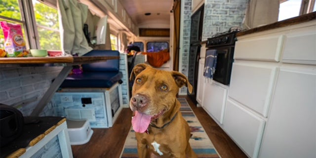 Though Rush was a little anxious about being on the bus at first, the Watsons started giving him CBD for dogs, which has calmed him down and helped with his joint pain as he's gotten older.