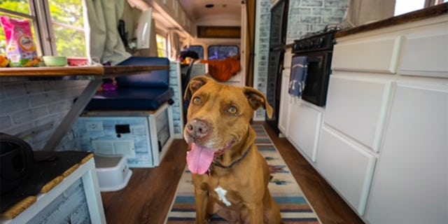 Though Rush was a little anxious about being on the bus at first, the Watsons started giving him CBD for dogs, which has calmed him down and helped with his joint pain as he's gotten older.