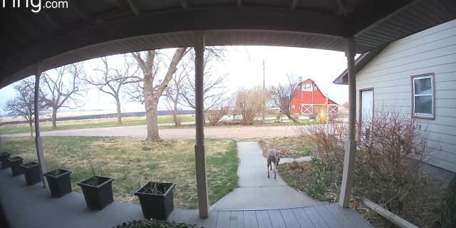 Nebraska teen and entire home saved from shocking wildfire by video doorbell system 4 The fire reportedly took three hours to put out, but it did not damage the Schlake family home. The family's dog can be seen here afterward.