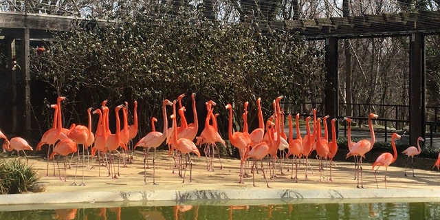 The zoo's the flock of 74 American flamingos lived primarily outdoors in the 9,750 square-foot yard with a heated pool and barn. The wild fox killed 25 flamingos, a Northern pintail duck and injured three other flamingos.