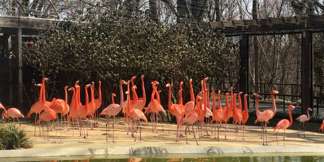 The zoo's the flock of 74 American flamingos lived primarily outdoors in the 9,750 square-foot yard with a heated pool and barn. The wild fox killed 25 flamingos, a Northern pintail duck and injured three other flamingos.