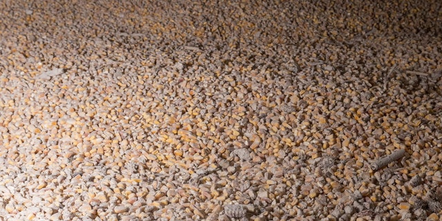 Ukrainian corn is pictured inside a silo at the Romanian Black Sea port of Constanta, Romania, April 28, 2022.