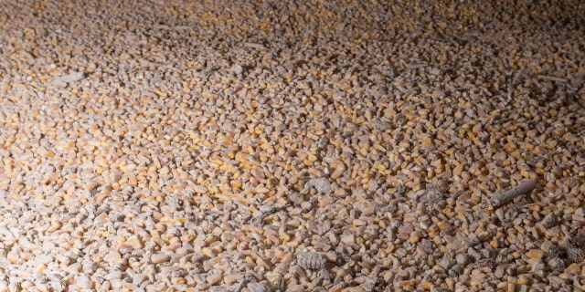 Ukrainian corn is pictured inside a silo at the Romanian Black Sea port of Constanta, Romania, April 28, 2022.