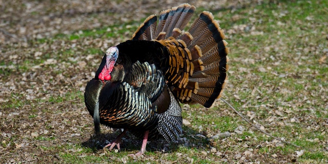 North America, USA, Minnesota, Mendota Heights, Wild Turkey, Displaying.