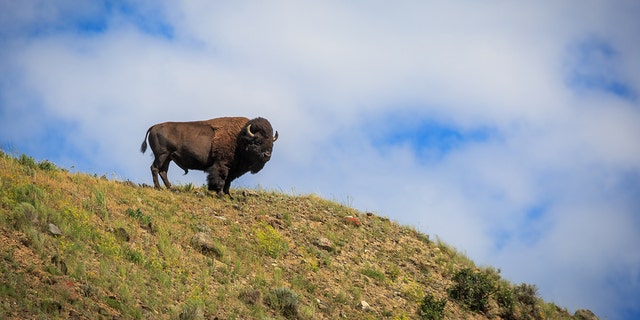 A bull bison stands on top of a mountain in Yellowstone National Park. (Jackson Hole EcoTour Adventures/ @joshmettenphoto)