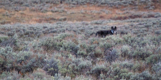 A wolf is seen in the distance at Yellowstone National Park. (Jackson Hole EcoTour Adventures/ @joshmettenphoto)