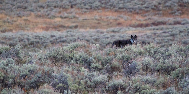 A wolf is seen in the distance at Yellowstone National Park. (Jackson Hole EcoTour Adventures/ @joshmettenphoto)