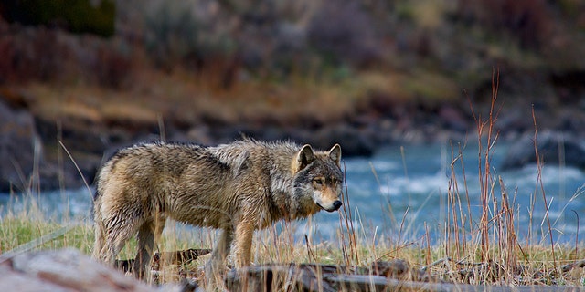 A wolf is spotted in Yellowstone National Park. (Jackson Hole EcoTour Adventures)