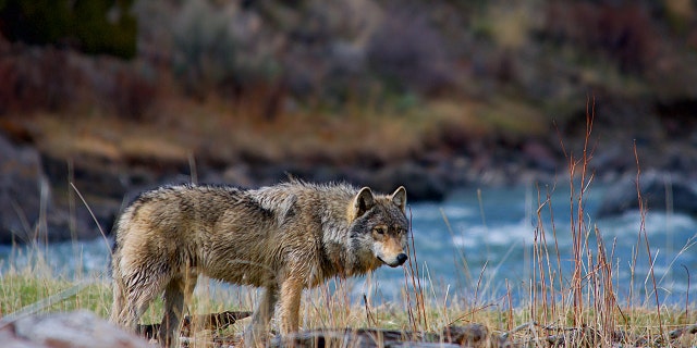 A wolf is spotted in Yellowstone National Park. (Jackson Hole EcoTour Adventures)