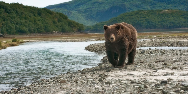File photo of a brown bear hunting for salmon in Alaska.  